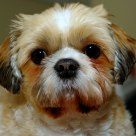 Tiko